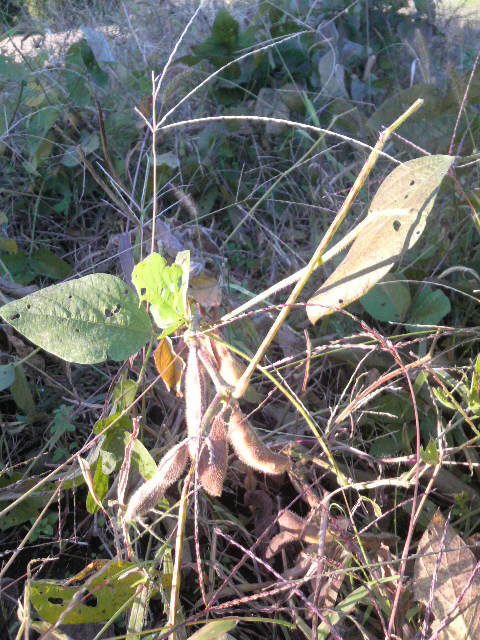 �哤���n��