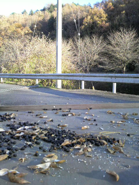 �O�g���̒E��