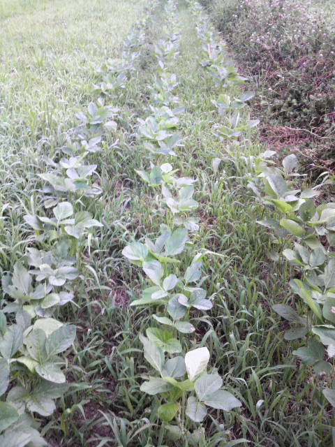 �哤(�R�ݗ�)