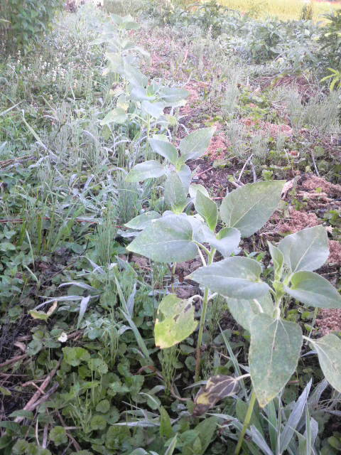 �����ɖʂ��Ĉ�q�}����