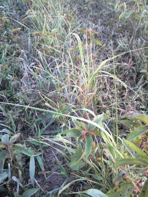 �A���Y�[���A�b�v