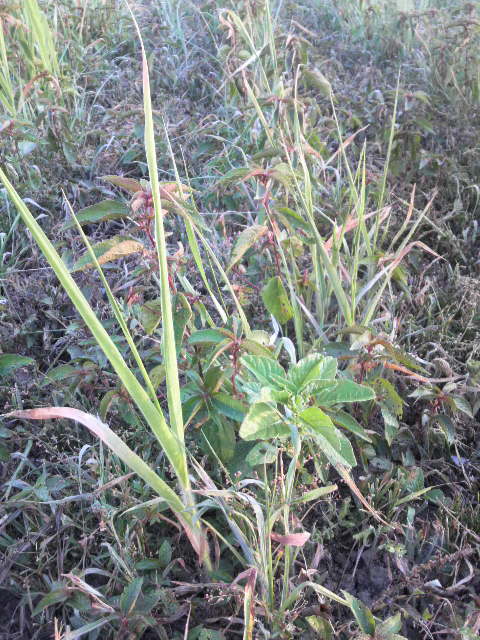 �L�r�Y�[���A�b�v