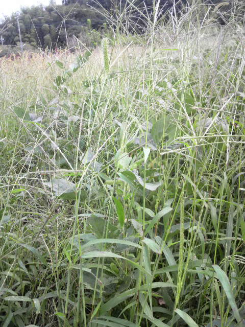 �哤(�R�ݗ�)