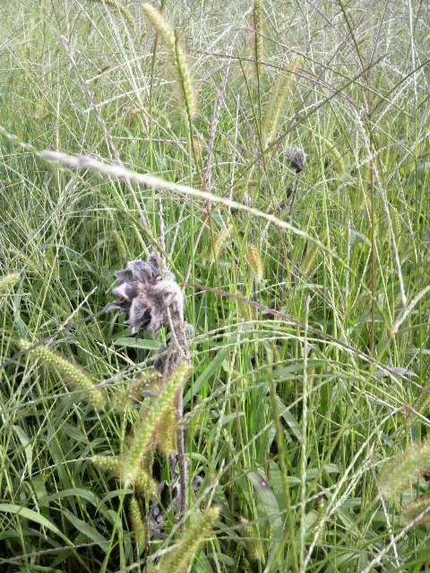 �q�}�����Y�[���A�b�v