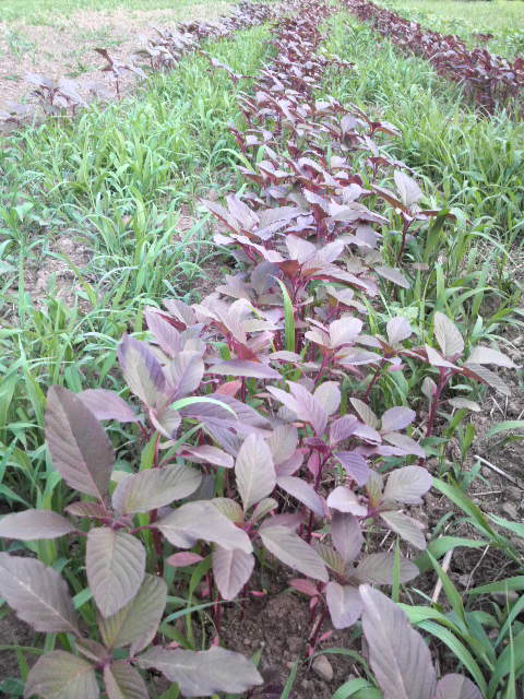 �A�}�����T�X