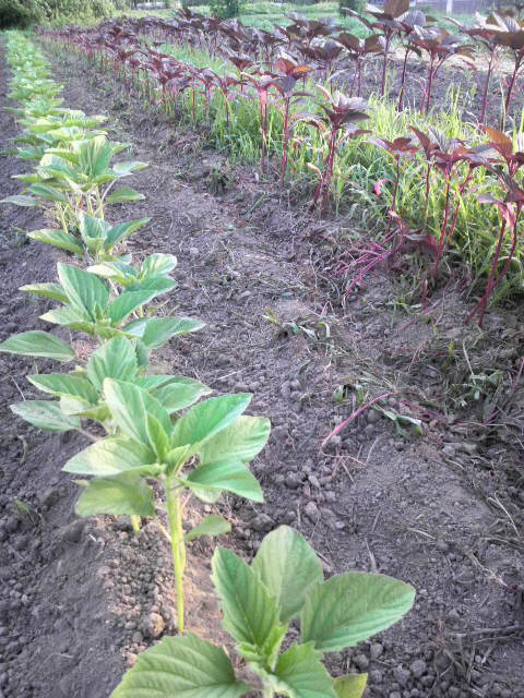 �S�}�ƃA�}�����T�X