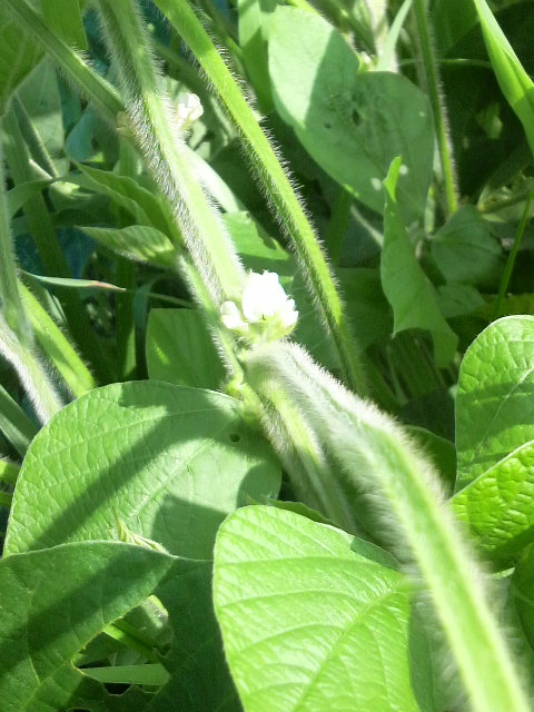 �J�Ԓ��̐R�ݗ�