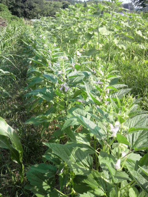 �ڐA�����S�}