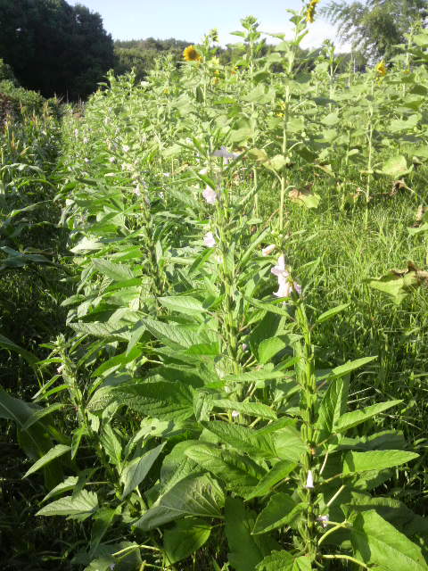 �ڐA�����S�}