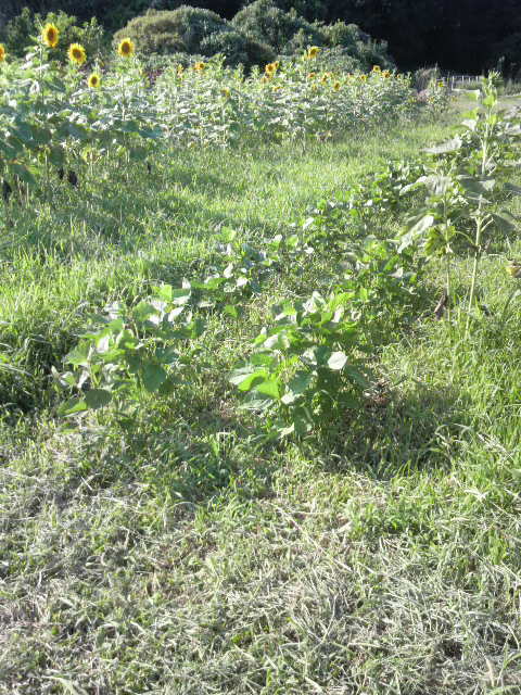 �O�g���哤