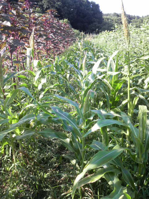 �g�E�����R�V