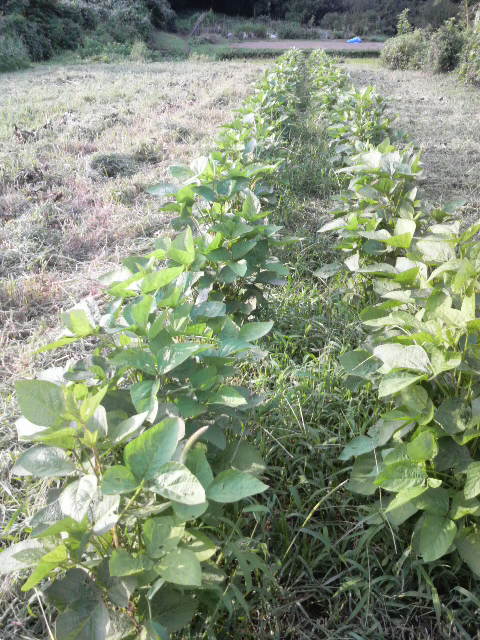 �O�g���哤