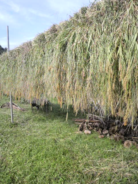 �A���ƃL�r���n�T�|��