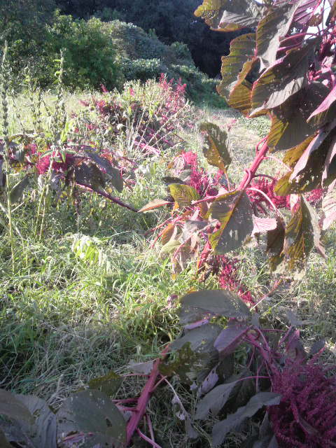 �A�}�����T�X