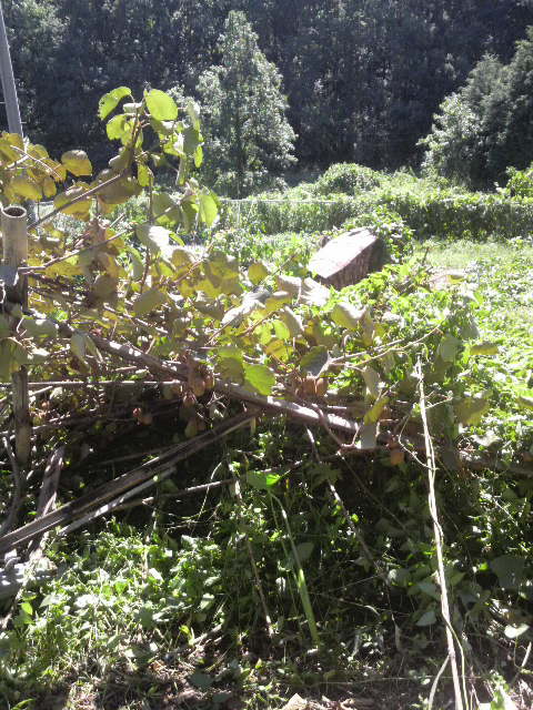 �L���E�C�ƃj�K�E���̒I