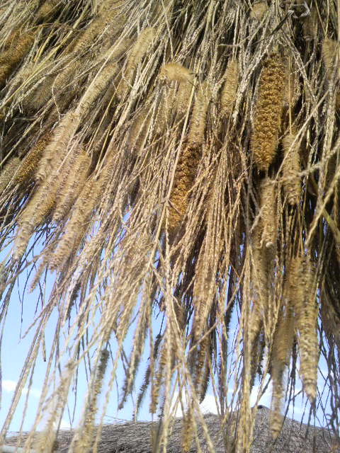 ���������A���ƃl�R�W�����V