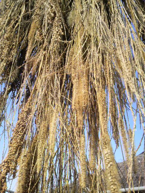 ���������L�r�ƃl�R�W�����V