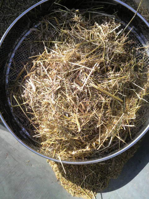 �ӂ邤�O�̃L�r�ƃl�R�W�����V