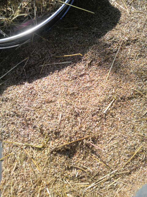 �ӂ������̃L�r�ƃl�R�W�����V