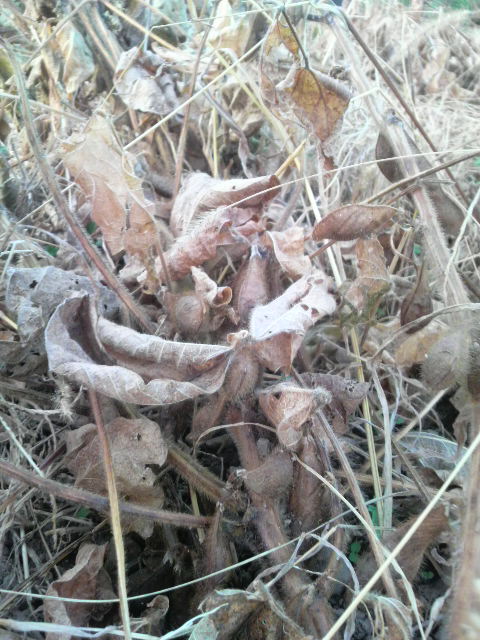 �O�g���哤