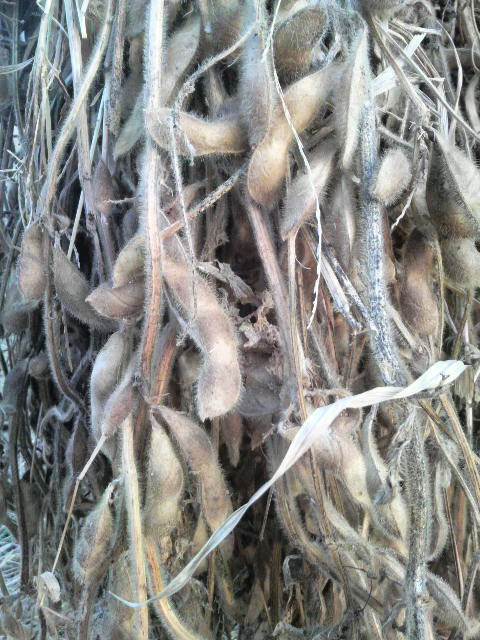 ���썂�Z�̐R�ݗ�