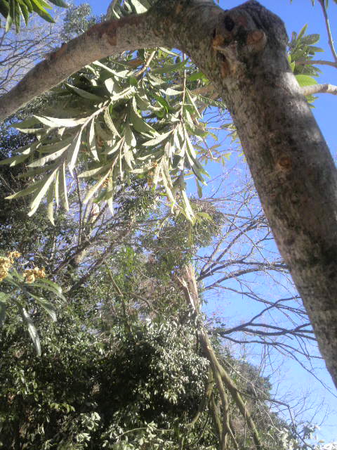 ��}���܂ꂽ��Ύ�