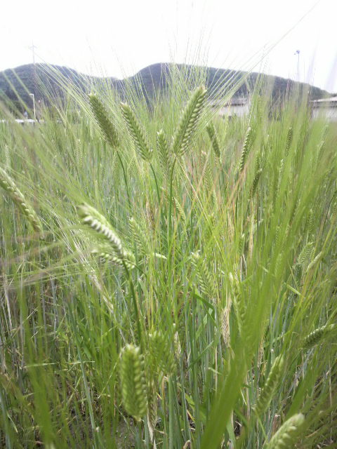 �_���Z���^�[�̐���