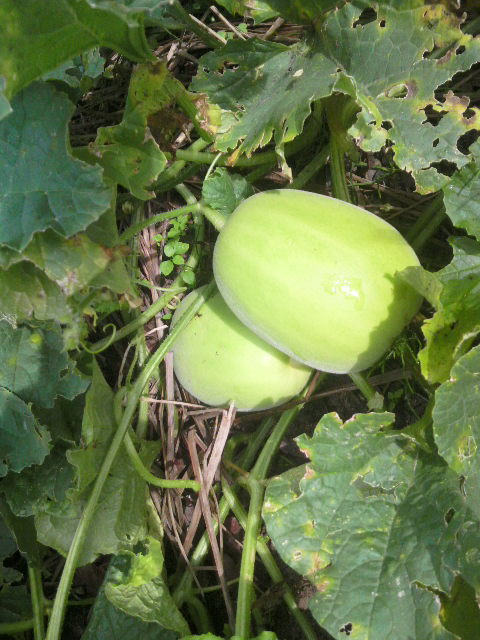 �}�N���E��