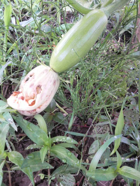 �J���R�N�Y�b�L�[�j