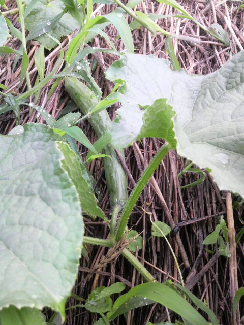 �n���L���E��