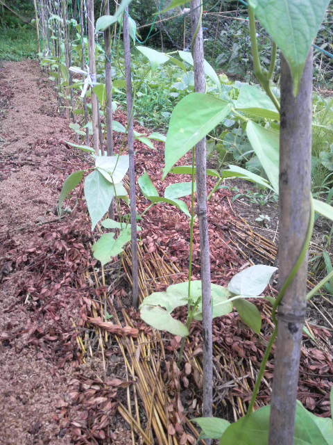 ���C���Q��