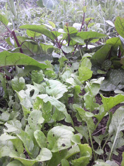 ���ڂ�_�l�����肵�Ĉ���Ă��郍�P�b�g