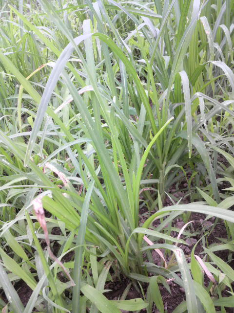 �V�R�N�r�G