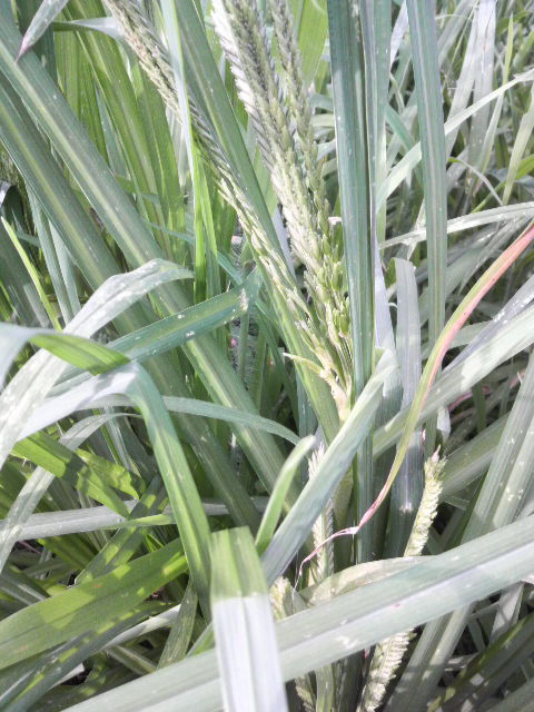 �V�R�N�r�G�̏o��