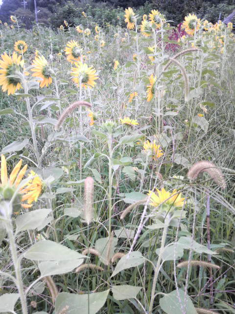 �G���ƃq�}����