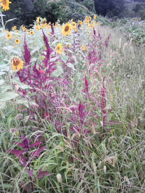 �G���̂Ȃ��ɃA�}�����T�X��q�}����