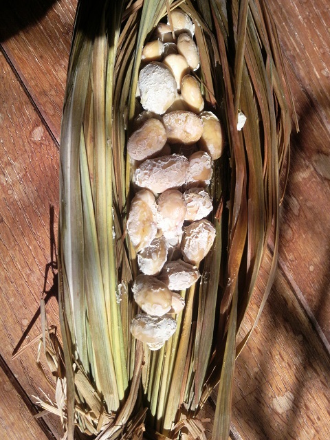 �������O���X