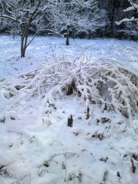 �ʎ����Ɉꊔ�c���Ă���X�X�L