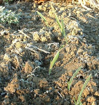 ���q�S�[���f��������