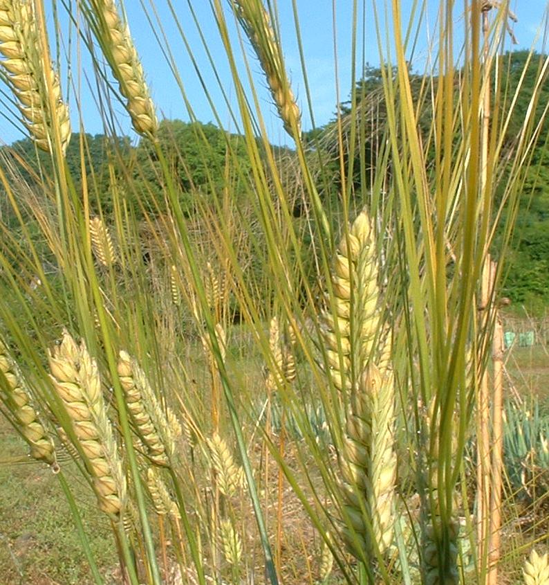 ���q�S�[���f�����o��